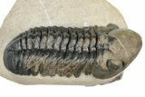 Detailed Reedops Trilobite - Atchana, Morocco #252400-3